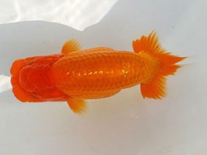 両毛愛魚会 勧進元二 大竹俊雄 両毛愛魚会 勧進元二 大竹俊雄