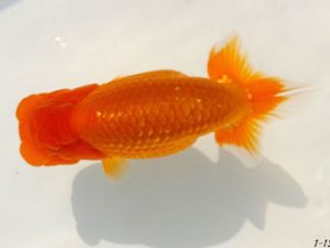 両毛愛魚会 行司二 野口正樹 両毛愛魚会 行司二 野口正樹