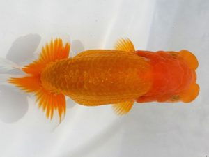 両毛愛魚会 西大関 矢ヶ崎伸司 両毛愛魚会 西大関 矢ヶ崎伸司