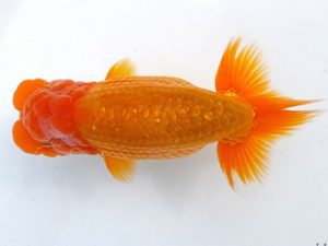 両毛愛魚会 立行司 北島欣一 両毛愛魚会 立行司 北島欣一