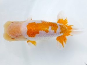 両毛愛魚会 取締一 北島欣一 両毛愛魚会 取締一 北島欣一