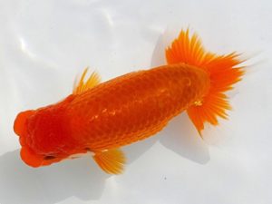 両毛愛魚会 取締二 佐俣 幸 両毛愛魚会 取締二 佐俣 幸