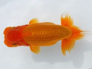 両毛愛魚会 東関脇 酒巻 豊 両毛愛魚会 東関脇 酒巻 豊