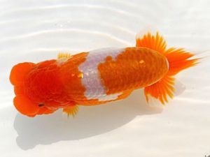 両毛愛魚会 西小結 塩原竹史 両毛愛魚会 西小結 塩原竹史