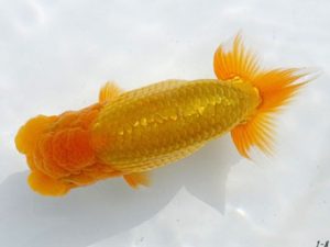 両毛愛魚会 東小結 中村正志 両毛愛魚会 東小結 中村正志