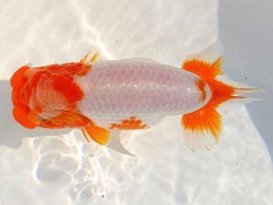 両毛愛魚会 東大関 酒巻 豊 両毛愛魚会 東大関 酒巻 豊