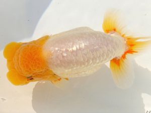 両毛愛魚会 西大関 荻谷冨士夫 両毛愛魚会 西大関 荻谷冨士夫