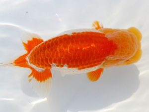 両毛愛魚会 立行司 塩原竹史 両毛愛魚会 立行司 塩原竹史