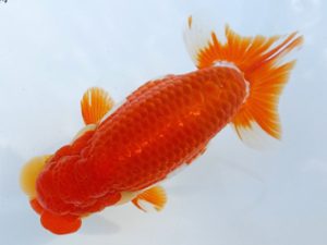 両毛愛魚会 取締一 塩原竹史 両毛愛魚会 取締一 塩原竹史