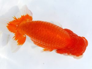 両毛愛魚会 取締二 平井恵次 両毛愛魚会 取締二 平井恵次