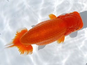 両毛愛魚会 西大関 高柳仲夫 両毛愛魚会 西大関 高柳仲夫