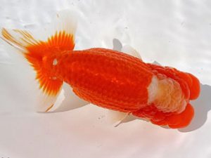 両毛愛魚会 立行司 平井恵次 両毛愛魚会 立行司 平井恵次