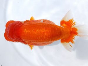 両毛愛魚会 取締一 塩原竹史 両毛愛魚会 取締一 塩原竹史