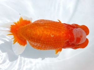 両毛愛魚会 取締二 北島欣一 両毛愛魚会 取締二 北島欣一