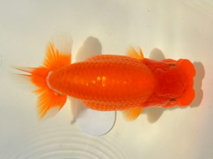 埼玉らんちう会　研究会　東大関　山口辰也