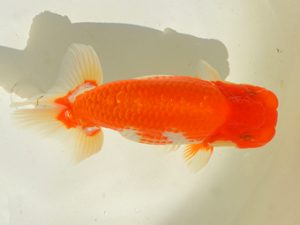 埼玉らんちう会 研究会 勧進元一　小島　昇