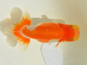 埼玉らんちう会 研究会 行司一　小沢　功