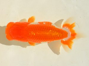 埼玉らんちう会 研究会 行司二　鈴木一男