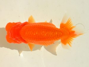 埼玉らんちう会 研究会 行司三　山口辰也