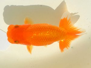 埼玉らんちう会 研究会 脇行司一　笠原和雄