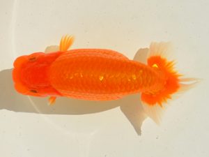 埼玉らんちう会 研究会 脇行司二　小島　昇