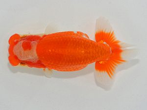 埼玉らんちう会 東大関 明日香 黒澤郁夫 伊奈町 埼玉らんちう会 東大関 明日香 黒澤郁夫 伊奈町