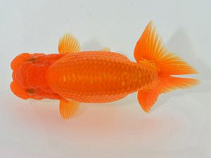 埼玉らんちう会 勧進元二 田巻洋一郎 さいたま市 埼玉らんちう会 勧進元二 田巻洋一郎 さいたま市