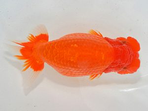 埼玉らんちう会 行司一 山口辰也 久喜市 埼玉らんちう会 行司一 山口辰也 久喜市