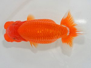 埼玉らんちう会 行司二 山口辰也 久喜市 埼玉らんちう会 行司二 山口辰也 久喜市