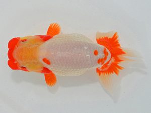 埼玉らんちう会 行司三 小川一之 鷲宮町 埼玉らんちう会 行司三 小川一之 鷲宮町