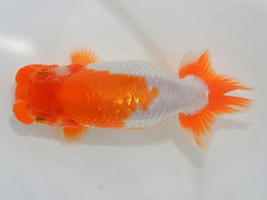 埼玉らんちう会 脇行司一 黒澤郁夫 伊奈町 埼玉らんちう会 脇行司一 黒澤郁夫 伊奈町