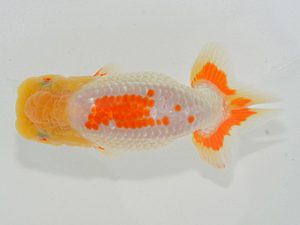 埼玉らんちう会 脇行司二 宮本好史 さいたま市 埼玉らんちう会 脇行司二 宮本好史 さいたま市