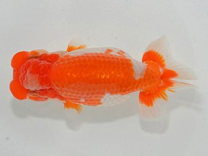 埼玉らんちう会 西大関 宮桜 五十嵐康則 さいたま市 埼玉らんちう会 西大関 宮桜 五十嵐康則 さいたま市