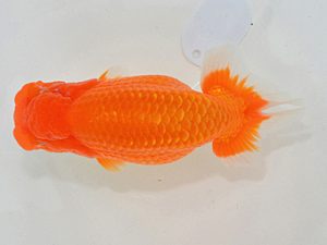 埼玉らんちう会 立行司 将錦 惣川正気 行田市 埼玉らんちう会 立行司 将錦 惣川正気 行田市