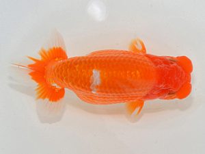 埼玉らんちう会 取締一 宮錦 五十嵐康則 さいたま市 埼玉らんちう会 取締一 宮錦 五十嵐康則 さいたま市