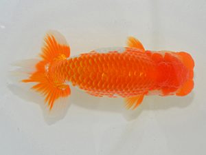 埼玉らんちう会 取締二 竹 宮本好史 さいたま市 埼玉らんちう会 取締二 竹 宮本好史 さいたま市