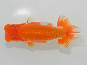 埼玉らんちう会 東関脇 五十嵐康則 さいたま市 埼玉らんちう会 東関脇 五十嵐康則 さいたま市