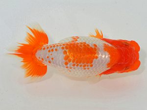 埼玉らんちう会 西関脇 小沢 功 古河市 埼玉らんちう会 西関脇 小沢 功 古河市