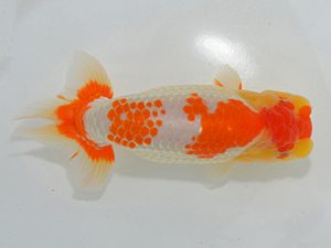 埼玉らんちう会 西小結 小島 昇 岩槻区 埼玉らんちう会 西小結 小島 昇 岩槻区