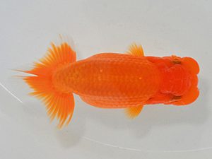 埼玉らんちう会 東大関 寿紅 山中静郎 久喜市 埼玉らんちう会 東大関 寿紅 山中静郎 久喜市