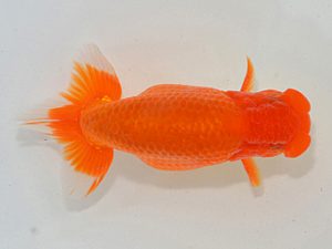 埼玉らんちう会 勧進元一 水村伸行 さいたま市 埼玉らんちう会 勧進元一 水村伸行 さいたま市