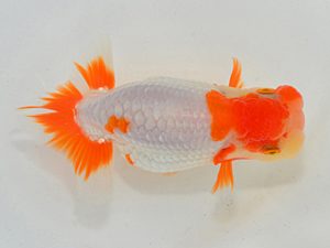 埼玉らんちう会 勧進元二 黒澤郁夫 伊奈町 埼玉らんちう会 勧進元二 黒澤郁夫 伊奈町