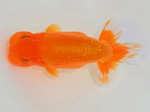 埼玉らんちう会 行司一 今成雄一 久喜市 埼玉らんちう会 行司一 今成雄一 久喜市