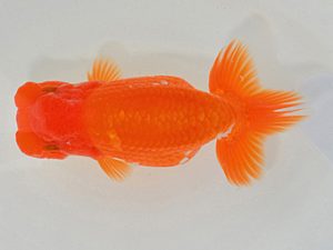 埼玉らんちう会 行司二 山口辰也 久喜市 埼玉らんちう会 行司二 山口辰也 久喜市