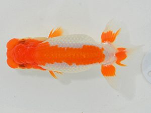 埼玉らんちう会 行司三 田巻洋一郎 さいたま市 埼玉らんちう会 行司三 田巻洋一郎 さいたま市