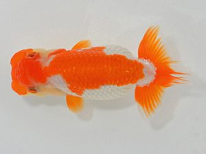 埼玉らんちう会 脇行司一 田巻洋一郎 さいたま市 埼玉らんちう会 脇行司一 田巻洋一郎 さいたま市