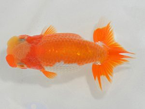 埼玉らんちう会 脇行司二 武笠 勇 さいたま市 埼玉らんちう会 脇行司二 武笠 勇 さいたま市