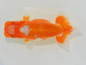 埼玉らんちう会 西大関 日の出 本山隆史 桶川市 埼玉らんちう会 西大関 日の出 本山隆史 桶川市