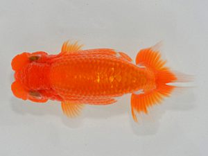 埼玉らんちう会 立行司 福 國分賢一 郡山市 埼玉らんちう会 立行司 福 國分賢一 郡山市