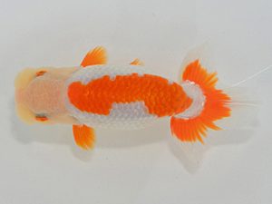 埼玉らんちう会 取締一 万寿 山中静郎 久喜市 埼玉らんちう会 取締一 万寿 山中静郎 久喜市